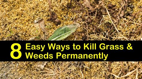 Kill the grass. Things To Know About Kill the grass. 
